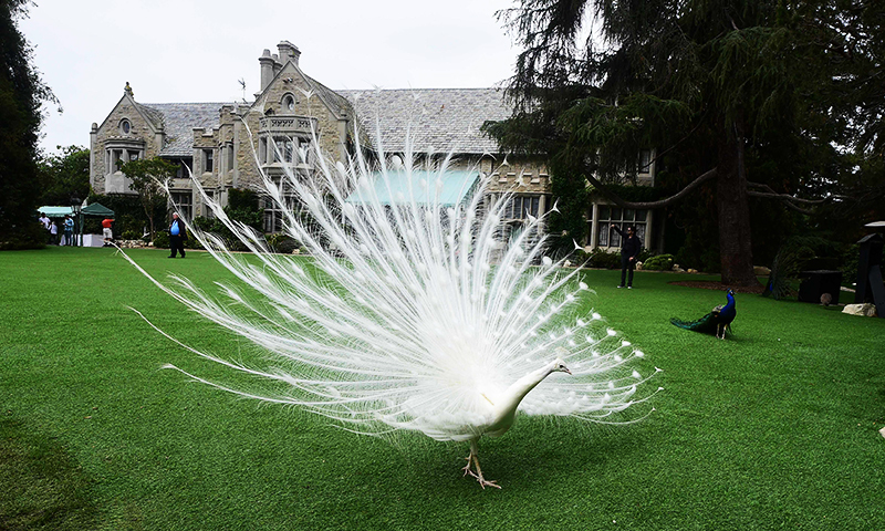 This file photo taken on May 11, 2016 shows a peacock walking across the lawn at the Playboy Mansion in Holmby Hills, Los Angeles, California. â AFP