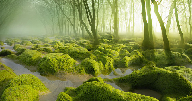 TW_Forest-Moss14_733.png_670