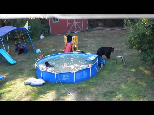 Bear Family Claims Pool As Their Own