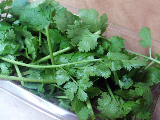 cilantro-348291_640