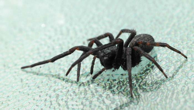 Arachnophobia - Being afraid of spiders.