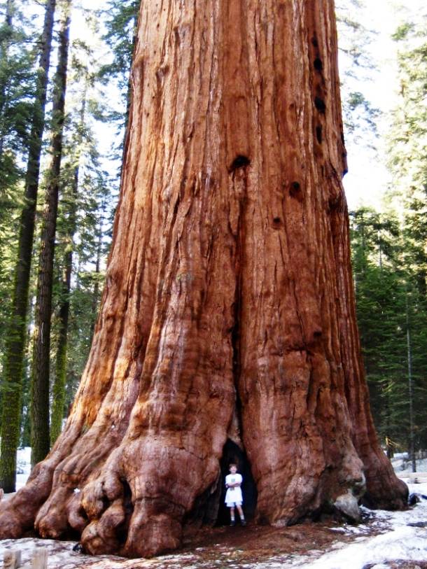 A giant sequoia is the largest living single stem tree in the world, with a height of 275 feet, and an estimated age of 2,300-2,700 years.