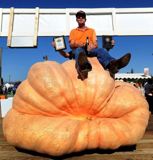 The largest pumpkin ever weighed 2,032 lbs. and was grown by Tim Mathison from California in 2013.