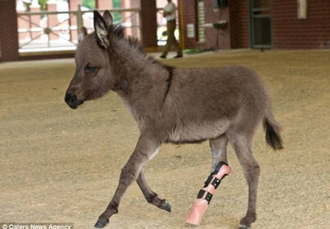 Emma the Miniature Donkey