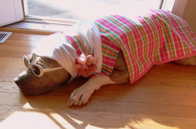 By playing dress up! The Pit Bull loved her new looks and quickly became known as Diamond the Diva.
