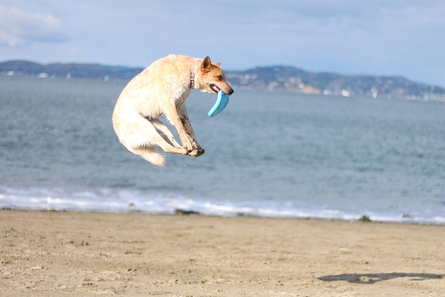 he is able to catch a bullet (...or a frisbee) in the teeth! 