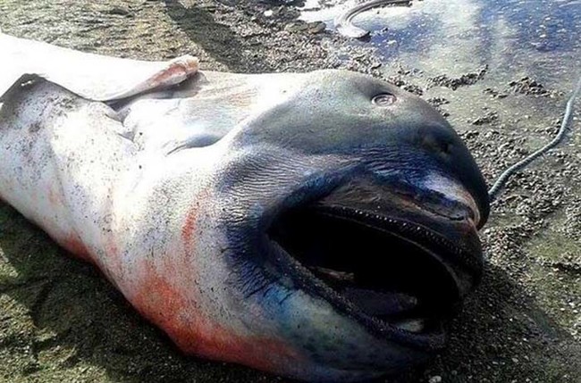 A terrifying megamouth shark.