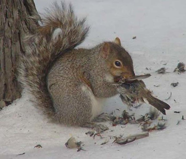 Squirrels: nature