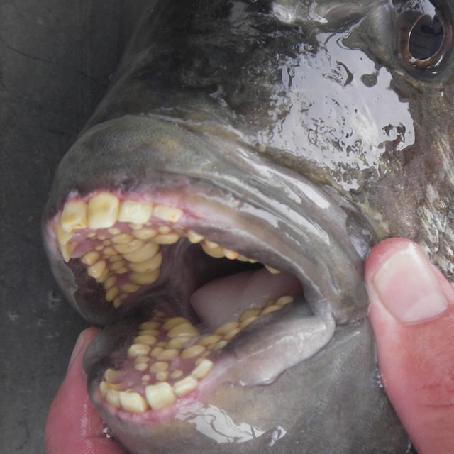 Others think the teeth resemble those for the sheepshead seafood, which also creepily resemble human being teeth.