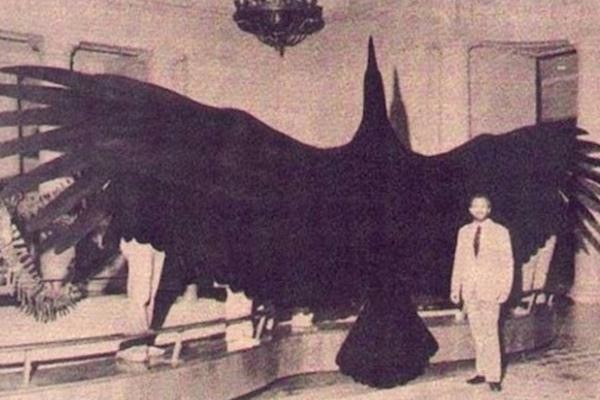 There was (probably) a giant Argentinian bird.