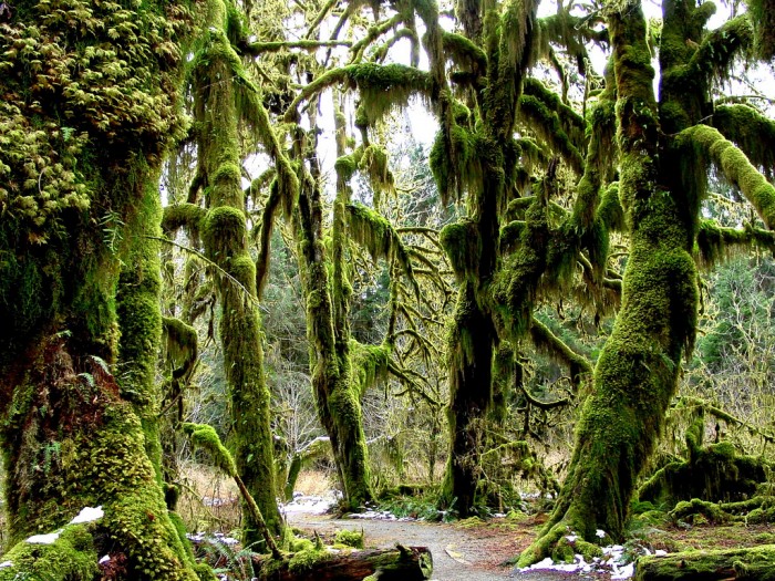 hoh rainforest