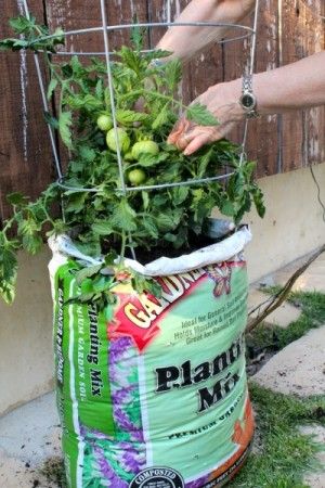How To Grow Tomatoes In Bags