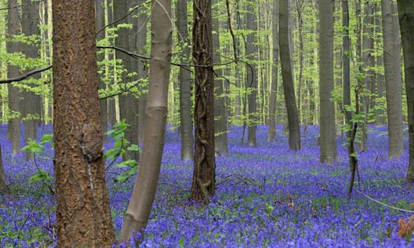 12.) This blue forest is where fairy tales are made.