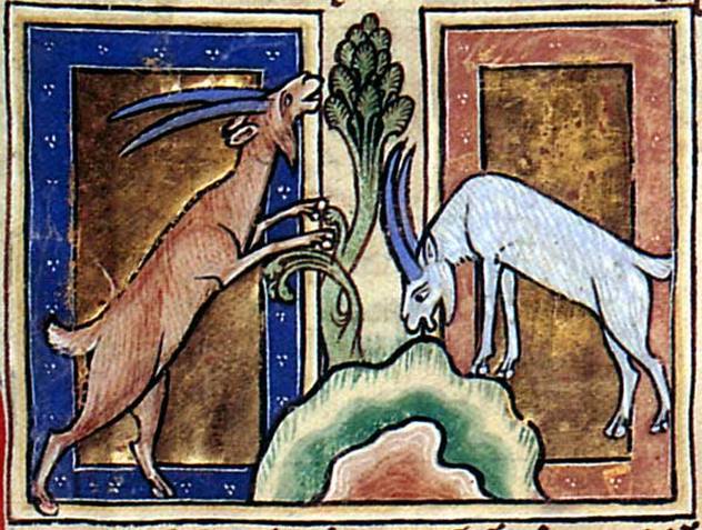 10 Common Animals That Medieval People Got Completely Wrong